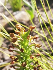 Brachycorythis macowaniana