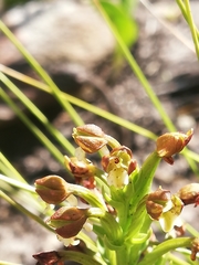 Brachycorythis macowaniana
