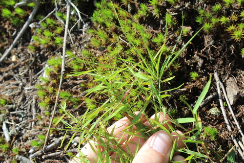 Image of Forked Witchgrass (Dichanthelium dichotomum) by (c) Alex Karasoulos, some rights reserved (CC BY)