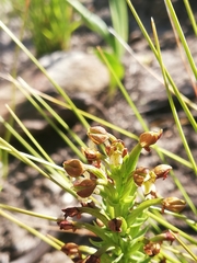 Brachycorythis macowaniana