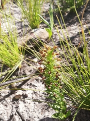 Brachycorythis macowaniana