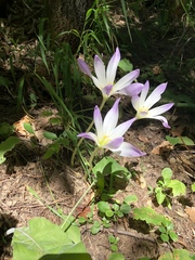 Colchicum speciosum