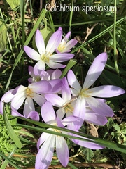 Colchicum speciosum