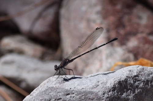 Sooty Dancer photo 3