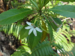 Scaevola chamissoniana