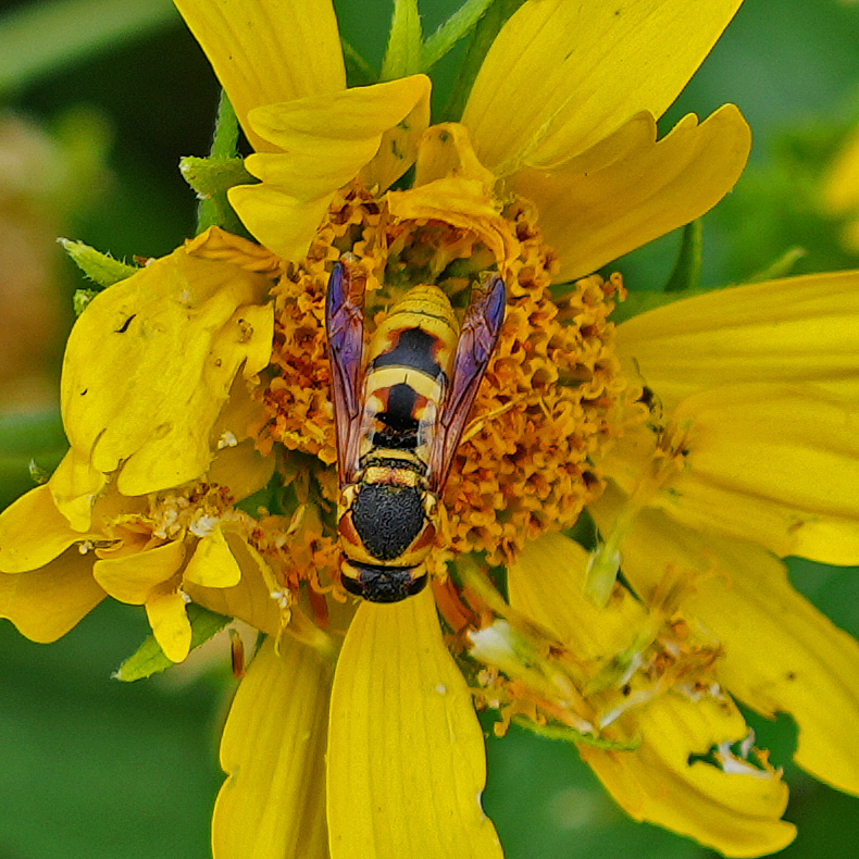 Hidalgo Mason Wasp from Fullerton Arboretum, CA, USA on July 23, 2023 ...