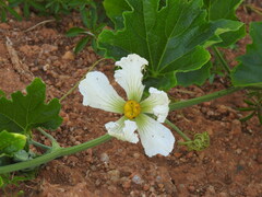 Lagenaria sphaerica image