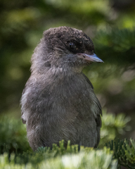Gray Jay photo 6