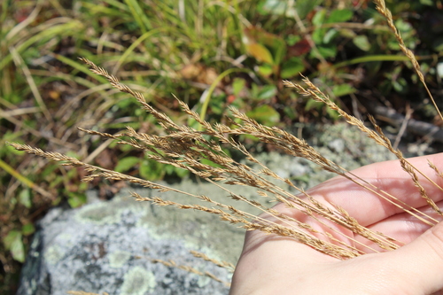 Image of Festuca filiformis by (c) Alex Karasoulos, some rights reserved (CC BY)