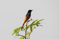 Pericrocotus flammeus