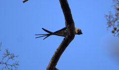 Hemiprocne coronata