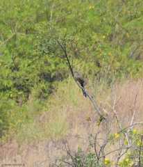 Taccocua leschenaultii