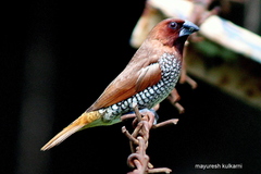 Lonchura punctulata