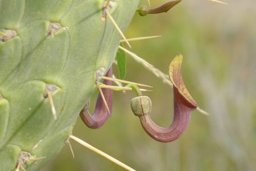 Andalusian Pipevine