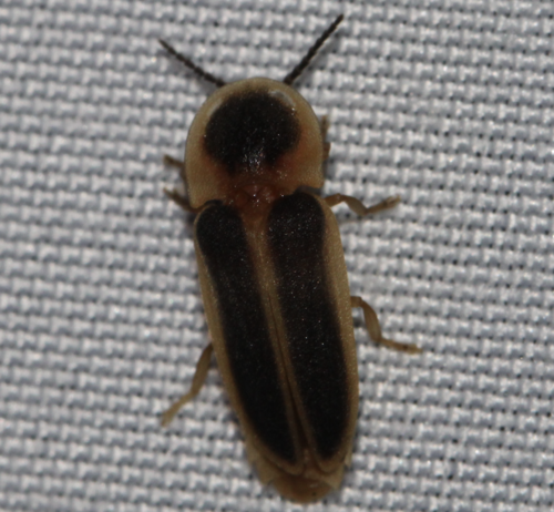 Pleotomodes