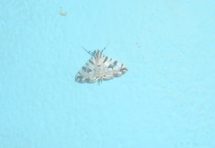 Conchylodes salamisalis