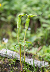 Arisaema jacquemontii, photograph Morten Ross, CC BY, iNaturalist via GBIF