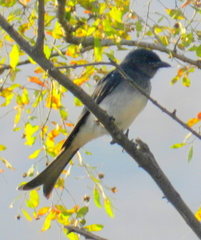 Dicrurus caerulescens