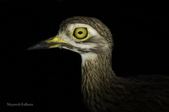 Burhinus indicus
