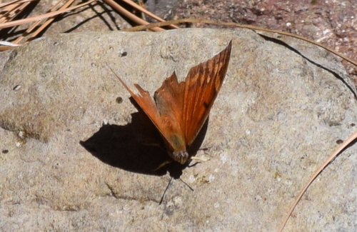 Tropical Leafwing photo 4
