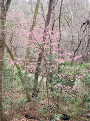 Prunus campanulata