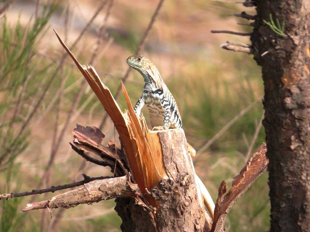 Spotted Butterfly Lizard
