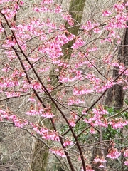Prunus campanulata