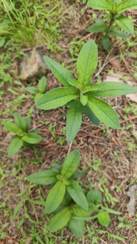 Lysimachia barystachys iNat (1)