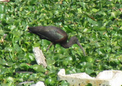 Plegadis falcinellus