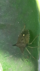 Euschistus carbonerus