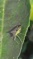 Euschistus carbonerus