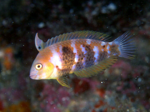 Novaculops sciistius