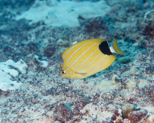Blue-lined butterfly (Chaetodon fremblii) — Chaetodontidae — 5