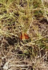 Hylephila fasciolata