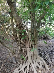 Bravaisia integerrima