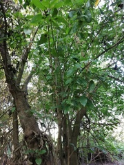 Bravaisia integerrima