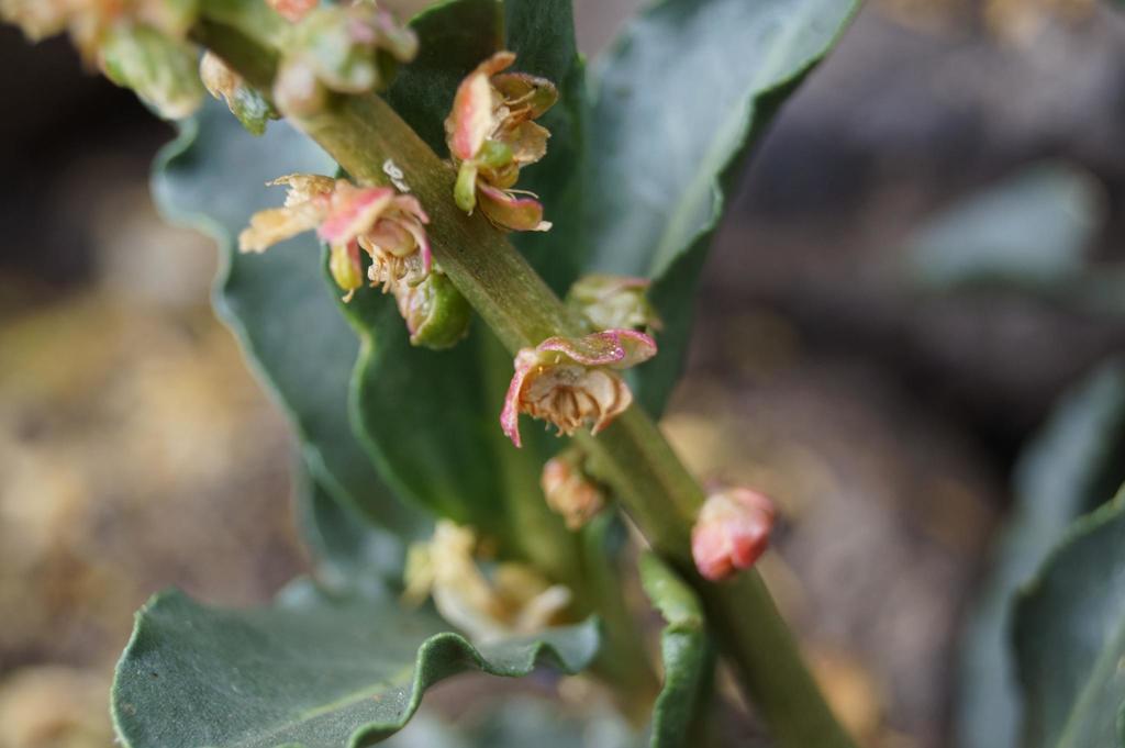 Anisomeria coriacea