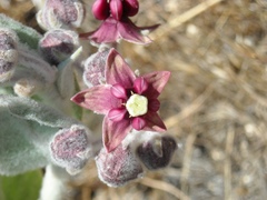 Asclepias californica californica