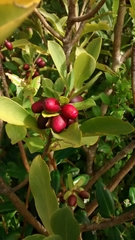 Thymelaeaceae