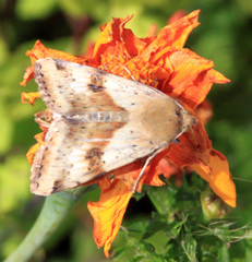 Heliothis adaucta
