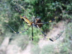 Trichonephila clavipes