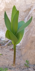 Fritillaria persica