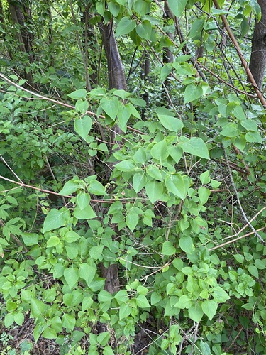 Syringa vulgaris