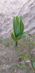 Fritillaria persica