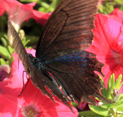 Papilio maackii