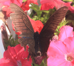 Papilio maackii