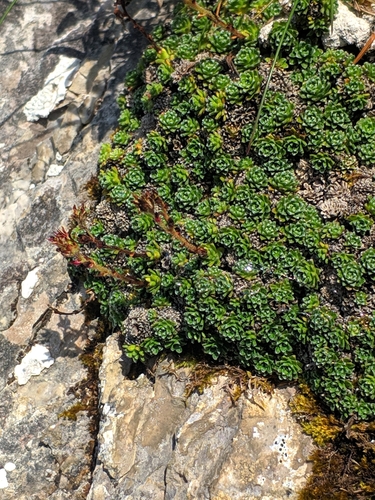 Image of Saxifraga marginata by (c) Denys Vynokurov, some rights reserved (CC BY)