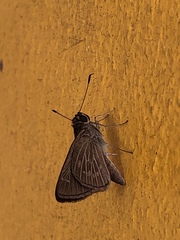 Callimormus juventus