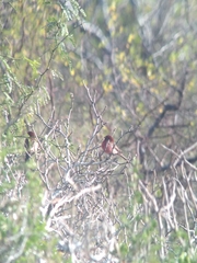 Haemorhous mexicanus