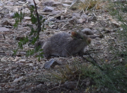 Yellow-nosed Cotton Rat (Sigmodon ochrognathus)